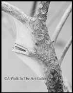Webs Of White